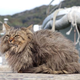 Illustration for article titled I want to go to there... assuming there is this island full of cats